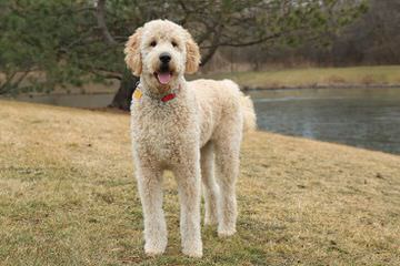 Akc Golden Retriever Puppies - Dog Breeders