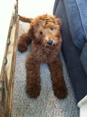 Guality F1 & F1b Goldendoodle Puppies For Sale - Dog Breeders