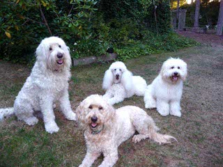 Paisley’s Puppies  Goldendoodles F1b Litter - Dog Breeders