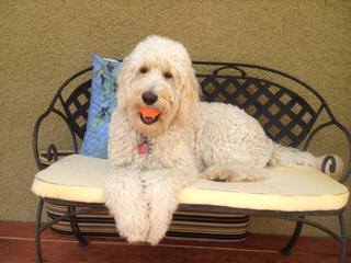 Doodles By Donna Top Quality F1 & F1b Goldendoodles - Dog Breeders