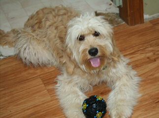 Goldendoodle and Comfort Retrievers From Timshell Farm - Dog Breeders