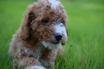 Forest Park Labradoodles..Healthy And Gorgeous - Dog Breeders