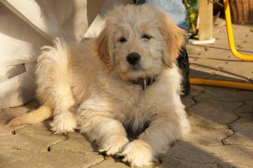 Goldendoodle And Labradoodle Puppies - Dog Breeders