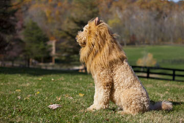 Dogwoods Doodles Of New Hampshire Goldendoodles, Labradoodles & Cockapoos Raised W/Children - Dog and Puppy Pictures