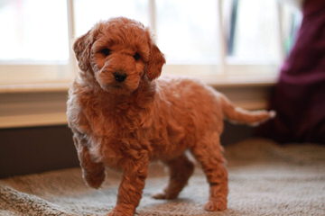 Blueridgepuppies Accepting Deposits For Englishcreme Goldendoodles And Toy Goldendoodles Ready - Dog Breeders