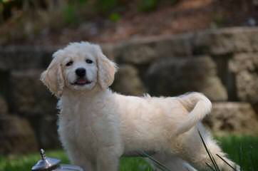 Cow Creek Doodles - Dog Breeders