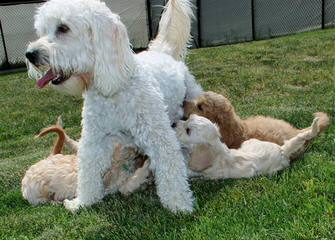 Four Paws Doodles Goldendoodles Available - Dog Breeders