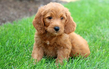 Dolce Standard Poodles And Goldendoodles - Dog Breeders