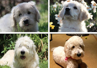 Goldendoodles Extroadinaire - Dog Breeders