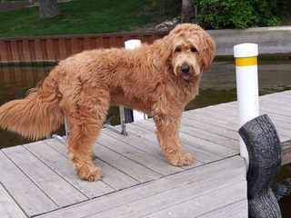 Goldendoodles - Dog and Puppy Pictures