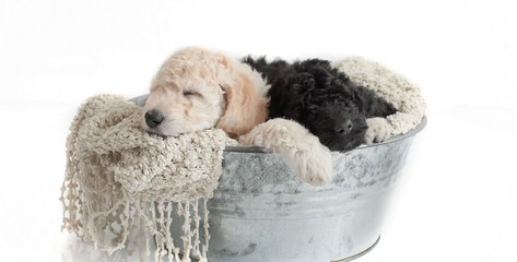 Mini & Std. Goldendoodles - Dog Breeders