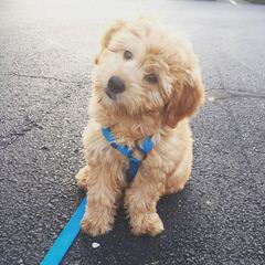 Debs Goldendoodles - Dog and Puppy Pictures