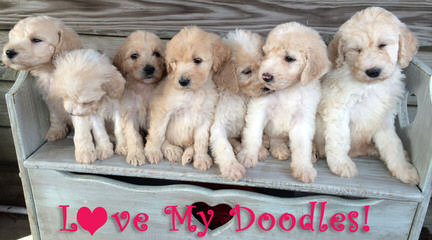 Chans Celebrity Golden Doodles - Dog and Puppy Pictures