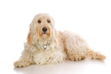 Parkridge Goldendoodles - Dog Breeders