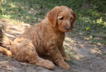 Burr Oaks Dood Ranch. Goldendoodles - Dog Breeders