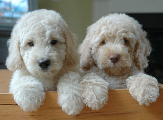 Mini & Std. Goldendoodles - Dog Breeders