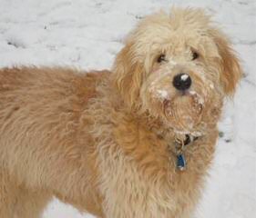 Doodles Of Williams Acres Specialize In English & American Mini Goldendoodles Available Pups - Dog and Puppy Pictures