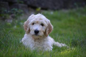 Gorgeous Goldendoodle Pups - Dog Breeders