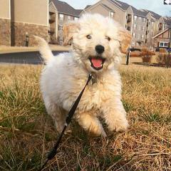 Honeybear English Goldendoodles - Dog Breeders