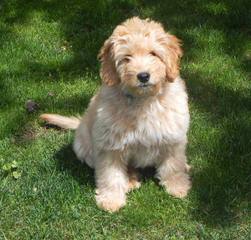 Goldendoodle and Comfort Retrievers From Timshell Farm - Dog and Puppy Pictures