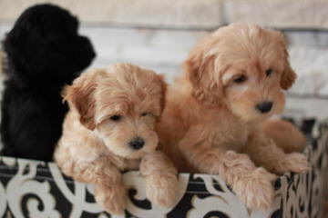 Mountain View Labradoodles And Goldendoodles - Dog and Puppy Pictures