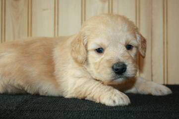 Forest Park Labradoodles..Healthy And Gorgeous - Dog and Puppy Pictures