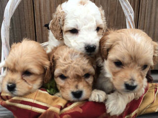 F1b Labradoodles&Goldendoodles,Call For Next Available Puppies - Dog Breeders