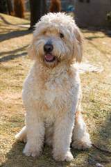 Four Paws Doodles Goldendoodles Available - Dog and Puppy Pictures