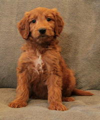 Golden Doodle Mini Puppies - Dog Breeders