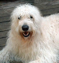 Blazing Star Doodles – Labradoodles, Goldendoodles And Aussiedoodles – 3 Yr Guarantee - Dog Breeders