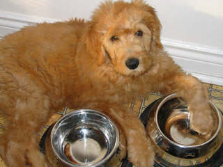 Moss Creek Goldendoodles English F1, F1b & Multi Gen Goldendoodles - Dog Breeders