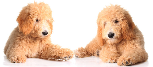 High Mesa Goldendoodles - Dog Breeders