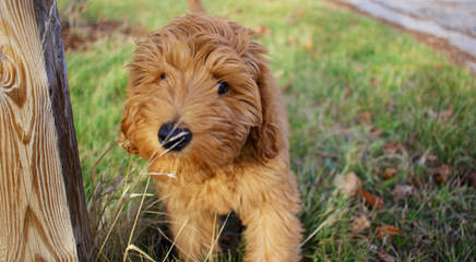 Adorable Goldendoodles - Dog Breeders