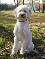 Snowy White English Golden Doodles - Dog Breeders