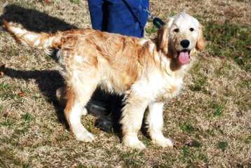 Goldendoodle - Dog Breeders