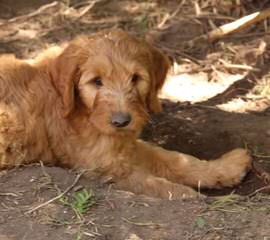 Goldendoodles (Highview Poodles And Doodles) - Dog Breeders