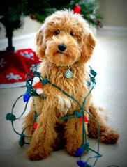 Goldendoodle Puppies Holistic Home Raised - Dog Breeders