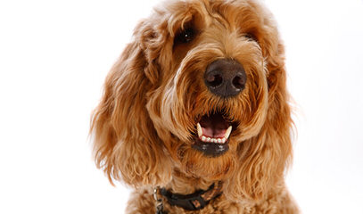 Sierra Vista Labradoodles - Dog Breeders