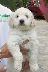 Moss Creek Goldendoodles English F1, F1b & Multi Gen Goldendoodles - Dog and Puppy Pictures