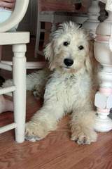 Goldendoodle - Dog Breeders