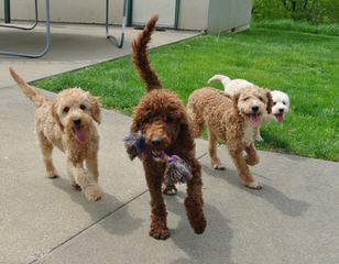 High Mesa Goldendoodles - Dog Breeders