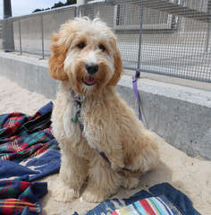 Snowy White English Golden Doodles - Dog Breeders