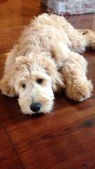 Burr Oaks Dood Ranch. Goldendoodles - Dog and Puppy Pictures