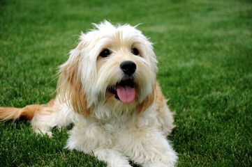 Del-Frunessa’s English & American Goldendoodles Specializing In English Teddy Bear Golde - Dog Breeders