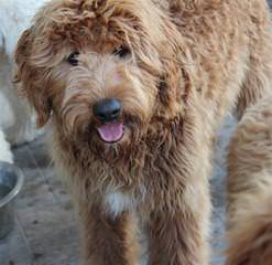 DeeCor Goldendoodles - Dog Breeders