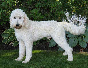 Sutter Buttes Goldendoodles - Dog and Puppy Pictures