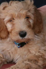 Dolce Standard Poodles And Goldendoodles - Dog Breeders