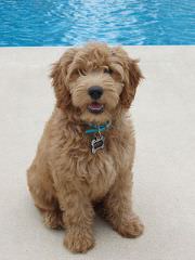 Pin Oak Farm Labradoodles & Goldendoodles - Dog Breeders