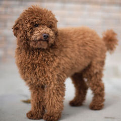 Dogwoods Cockapoo Puppies Of New Hampshire - Dog Breeders