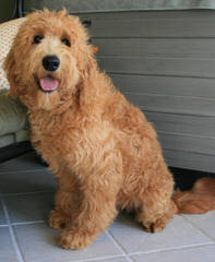 Doodle Darlings Goldendoodle - Dog Breeders